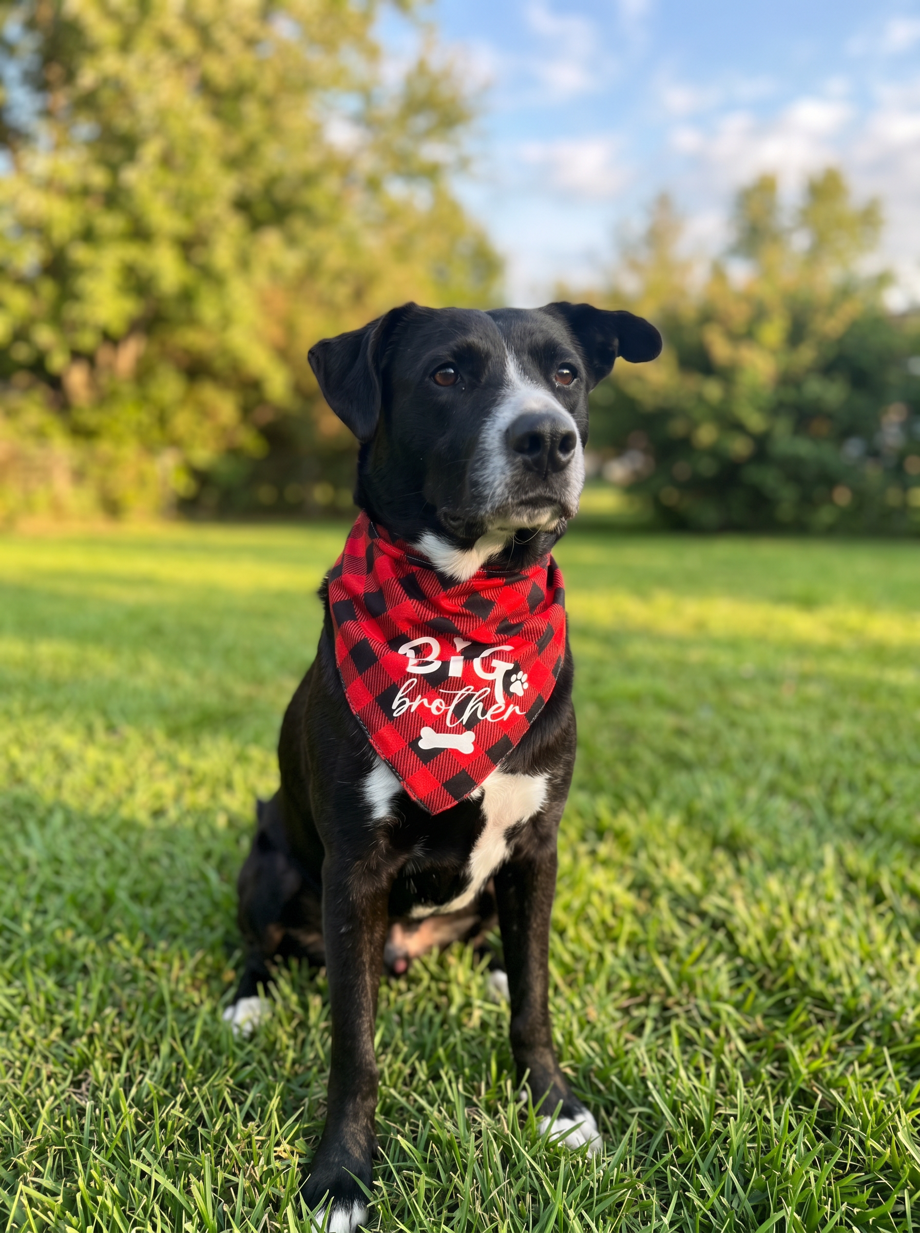 Tru Balance & Company dog wearing a big brother bandana